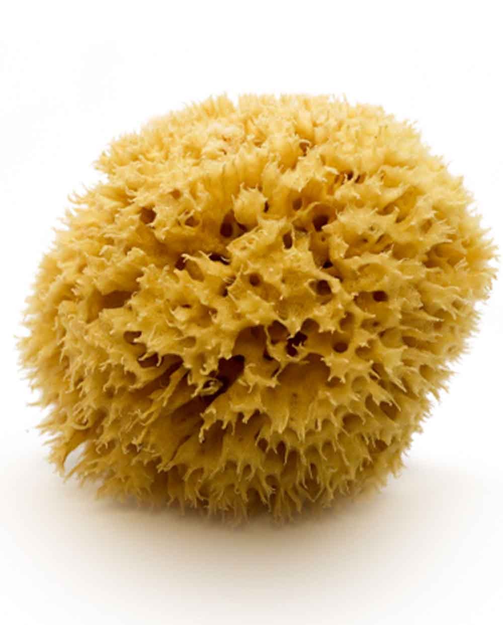 Natural Sea Sponge ARCIPELAGO (half-processed), 10 cm FOR ARTS Siciliana.lt