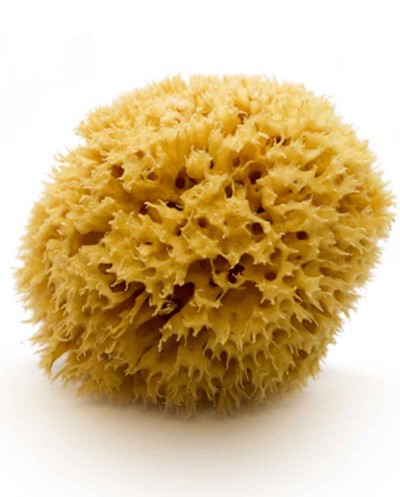 Natural Sea Sponge ARCIPELAGO (half-processed), 10 cm Siciliana.lt
