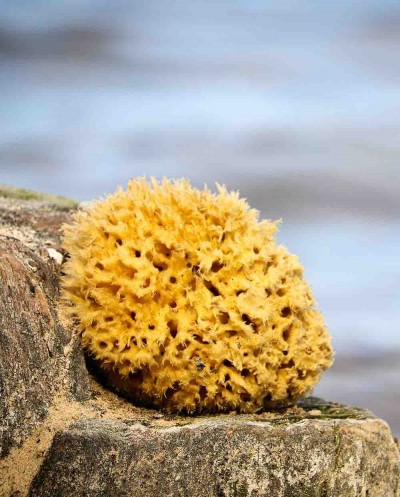 Natural Sea Sponge ARCIPELAGO (half-processed), 14 cm Siciliana.lt