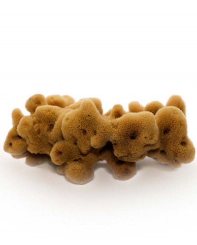 Natural Sea Sponge FINE DAMA (half-processed), 18 cm Siciliana.lt