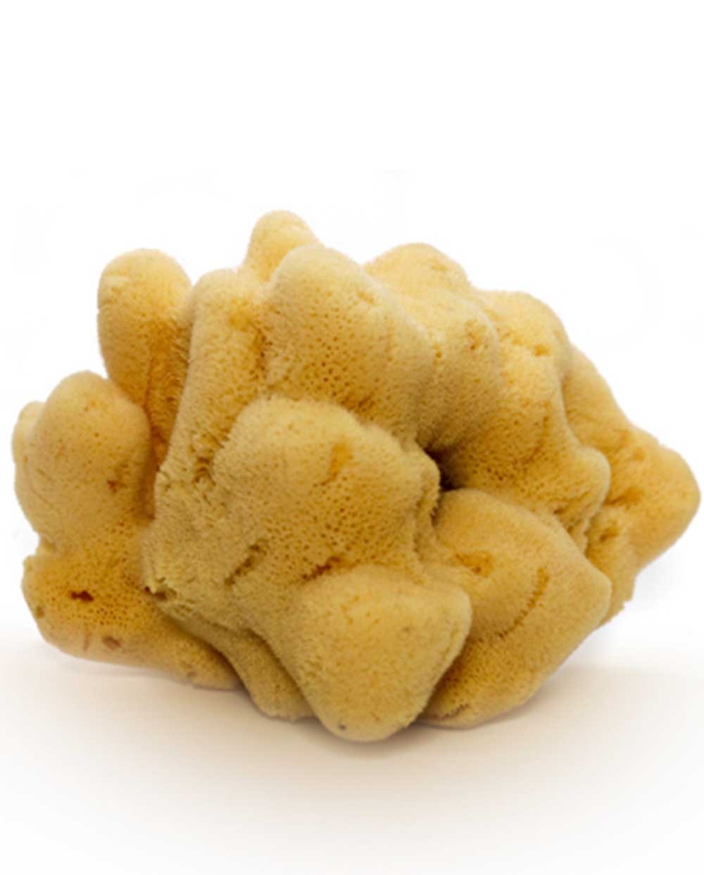 Natural Sea Sponge FINE DAMA (processed), 8 cm Siciliana.lt
