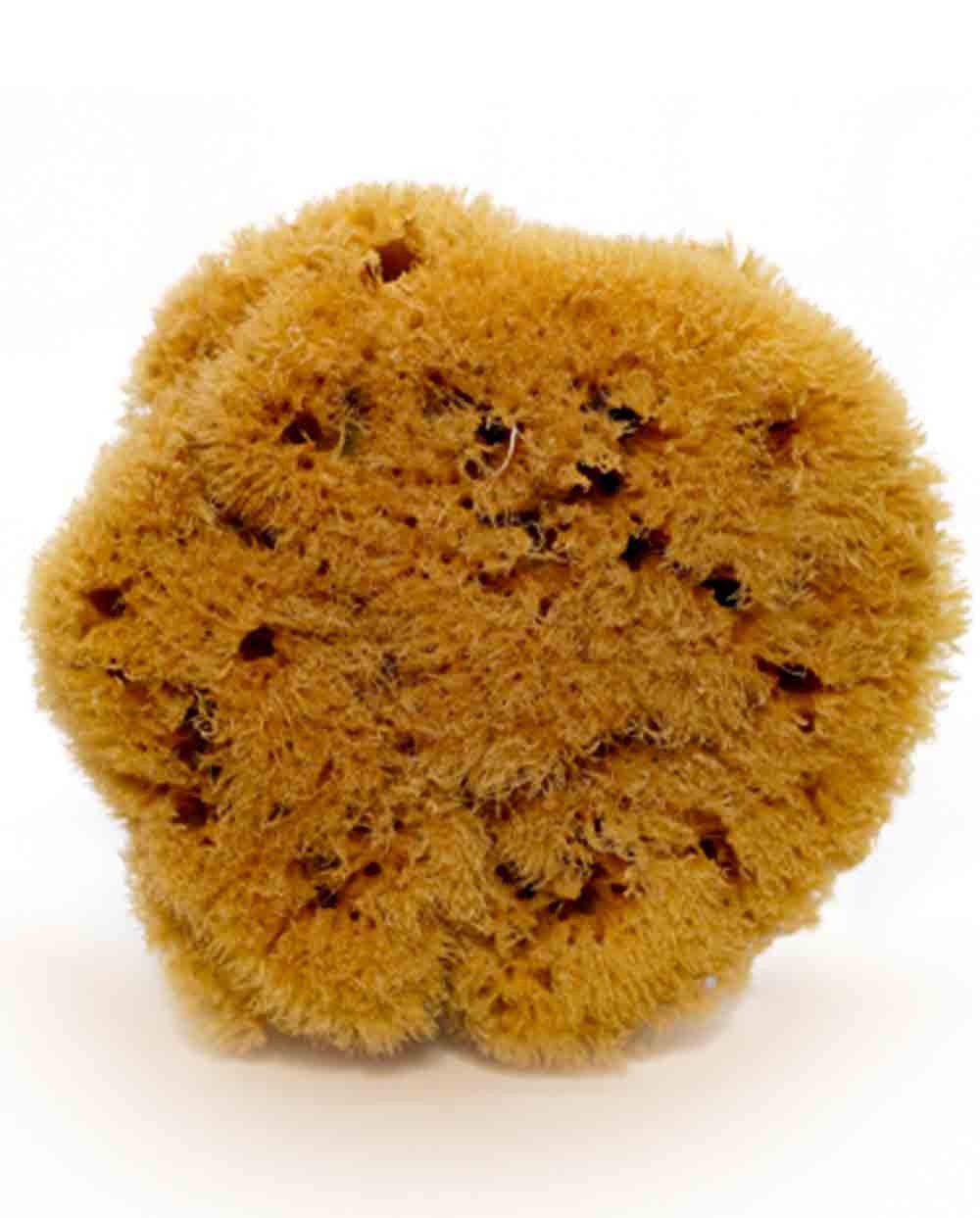 Natural Sea Sponge ZIMOCA (half-processed), 10 cm Siciliana.lt